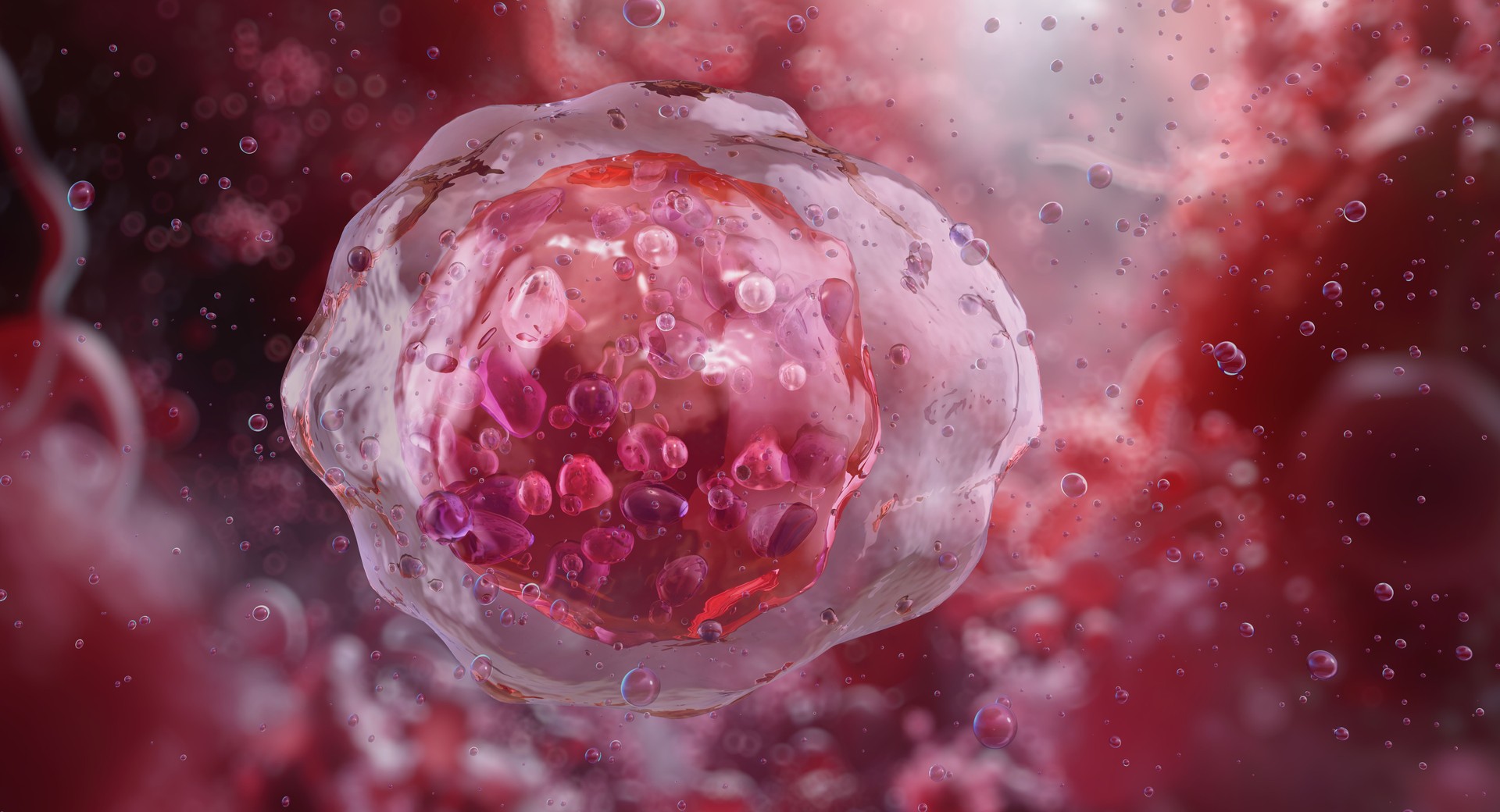 Myeloblast, an immature precursor cell of granulocytes found in bone marrow.