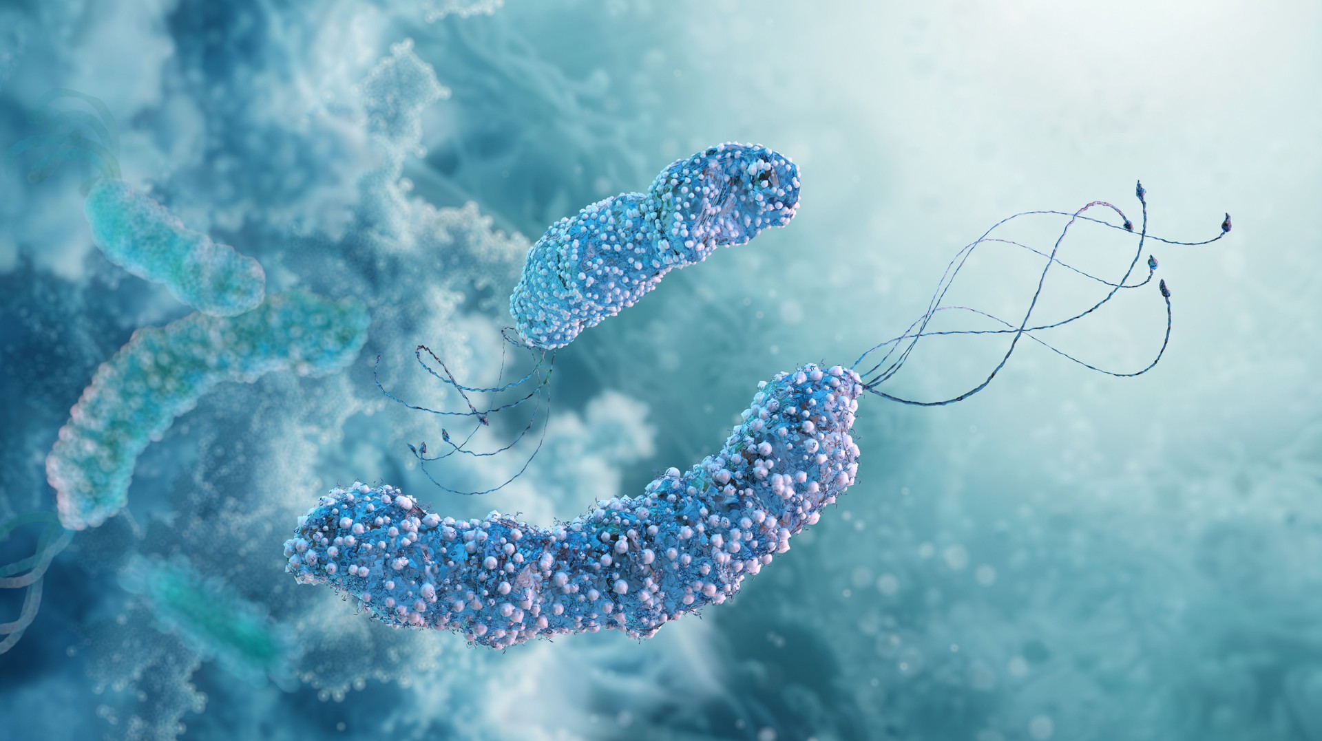 Helicobacter pylori, spiral bacterium causing stomach ulcers, inflammation